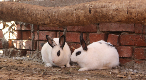 Unterstützung für die Kaninchenhilfe Nordfriesland e.V.