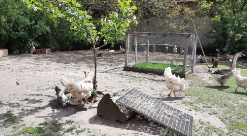 Artgerechtes Leben für 15 Hennen