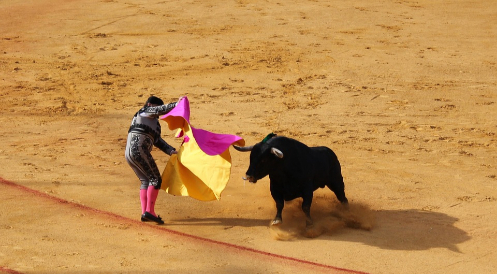 Wieder stierkämpfe auf Mallorca