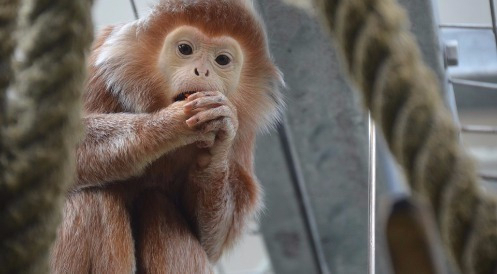 Wann steigt Deutschland aus dem Tierversuchs-System aus?