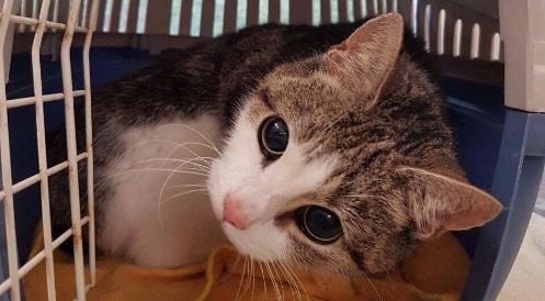 Trauriger Zwischenfall vor Tierheim Wesel