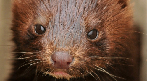 Große Koalition will Pelztierhaltung neu regeln: