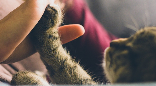 Was geht in meiner Katze vor?