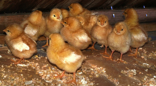 Geschlechtsbestimmung im Ei kann nur Brückenlösung sein 