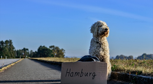 Haustiere besser schützen