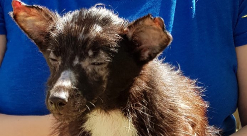 Tierheim Wesel bitte dringend um Mithilfe!