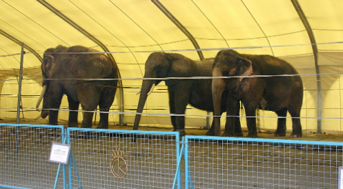 Wildtierverbot im Zirkus umsetzen