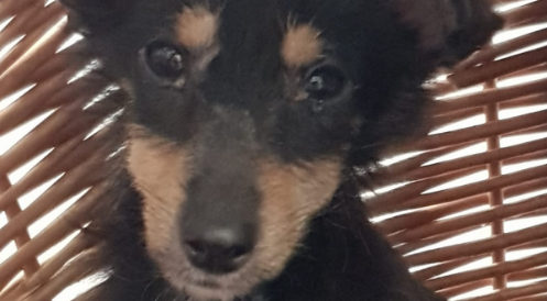 6. Fundhund in Schermbeck aufgegriffen