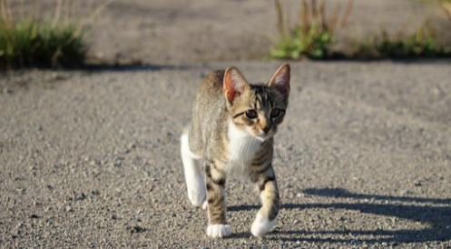 Expertennetzwerk fordert zum Weltkatzentag: