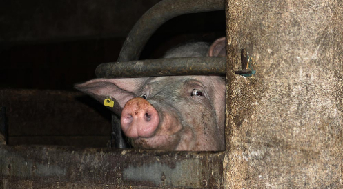 13 Millionen Schweine verenden schon im Stall