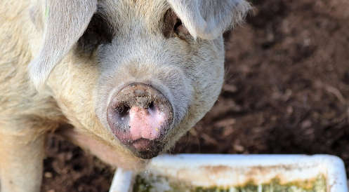 Sieg für den Tierschutz