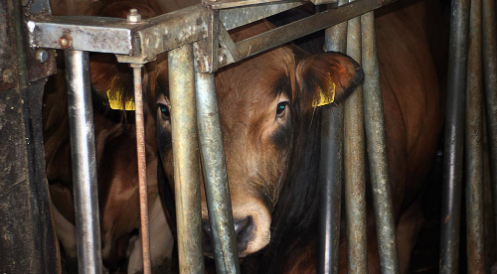 Tierschutzskandale auf allen Kanälen 