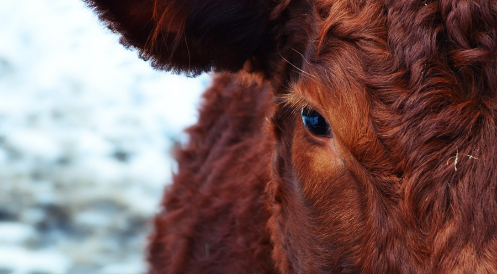 Wird der Tierschutz jetzt zur Farce?