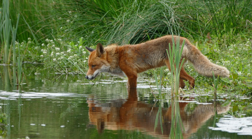 Tierschutz bleibt auf der Strecke