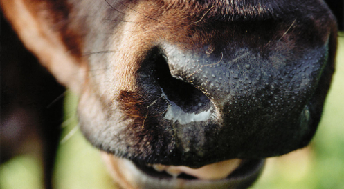 Staatliches Tierwohllabel: halbherzig und zu spät