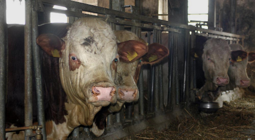Gemeinsame Stellungnahme Tiertransporte