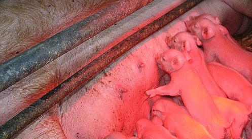20 Verbände appellieren an Agrarausschuss