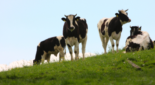 Zukunftskommission Landwirtschaft: 