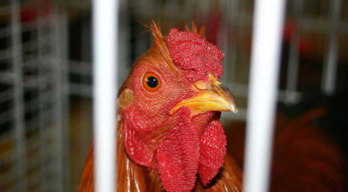 End the cage