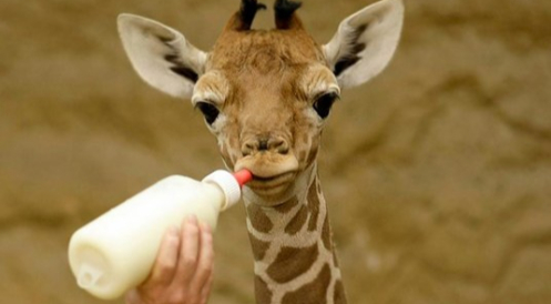 Wildtiere im Zirkus