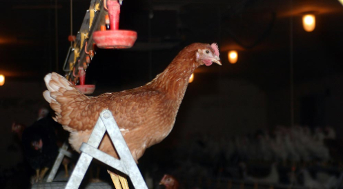 Hähnchenfleisch erneut mit Keimen belastet