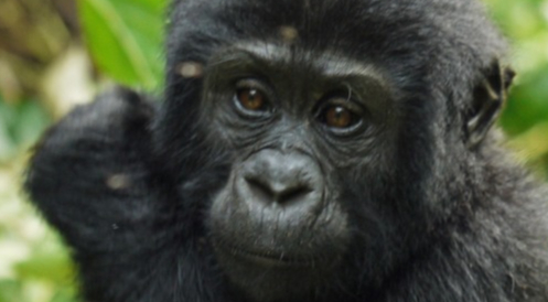Neun Tierschutzorganisationen fordern in ihrer Stellungnahme
