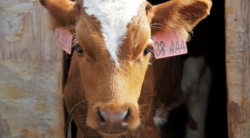 Internationaler Tag der Milch