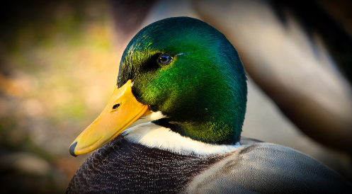 So schützen Sie Enten