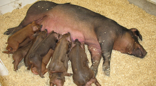 Schweine als Ersatzteillager für Menschen