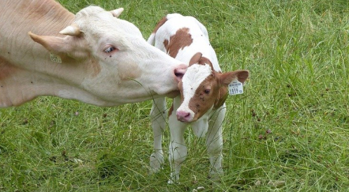Fatale Entscheidung zu EU-Tiertransportgesetz