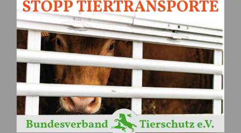 Grausame Lebendtiertransporte beenden