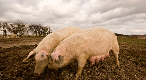 Geplante Tierhaltungskennzeichnung