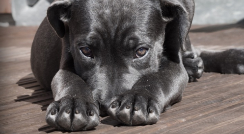 Puppy Yoga jetzt auch in Berlin