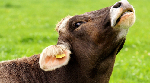 Neun Tierschutzorganisationen kritisieren