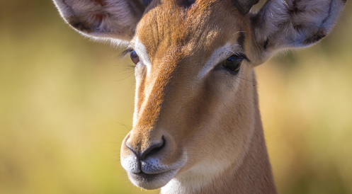 Tötung überzähliger Tiere 