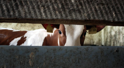 Appell von sechs Tierschutzverbänden
