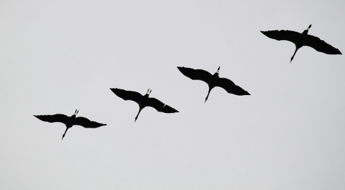 Ausbruch der Vogelgrippe