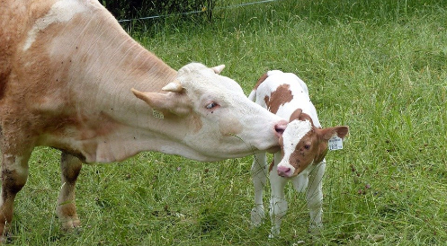Internationaler Tag der Milch