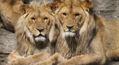 Wildtierverbot im Zirkus? 