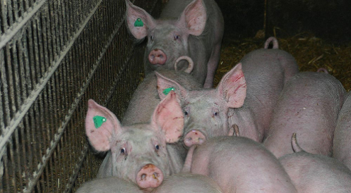 Antibiotikaeinsatz in der Landwirtschaft