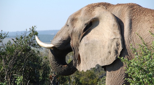 Einfuhr von Jagdtrophäen muss verboten werden!