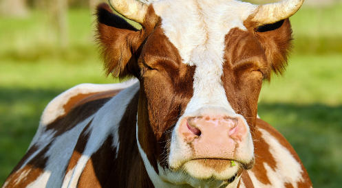Entwurf Tierhaltungskennzeichnungsgesetz unzureichend!