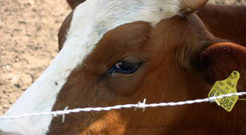 EU-Tiertransportverordnung wird überarbeitet