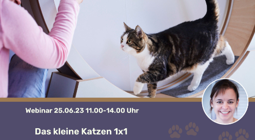 Das kleine Katzeneinmaleins