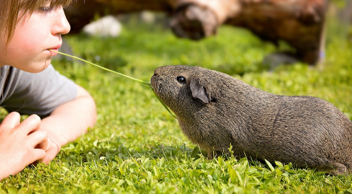 Unser neuer Tierschutzunterricht
